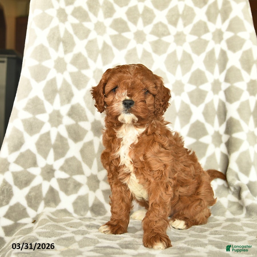 Cavapoo dogs Ivy  - Ad 1