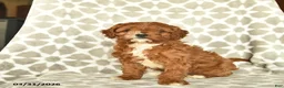 Cavapoo dogs for sale: Ivy  - Ad 1