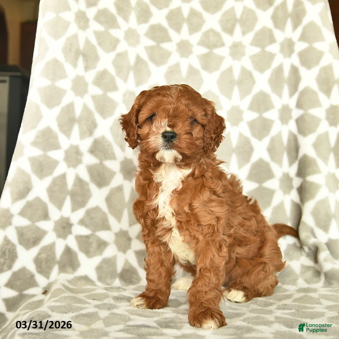 Cavapoo dogs for sale: Ivy  - Ad 1