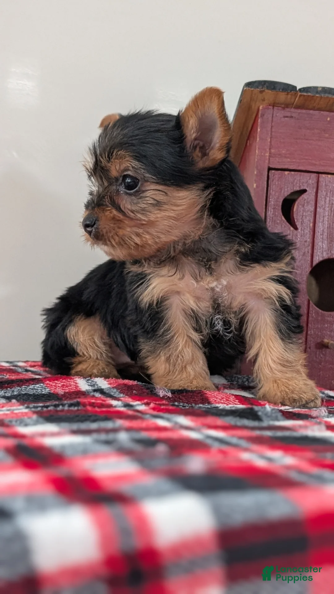 Yorkshire Terrier dogs for sale: Dahlia  - Ad 2