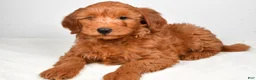 Goldendoodle dogs for sale: charlie - Ad 4