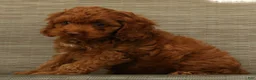 Cockapoo dogs for sale: Barney - Ad 8