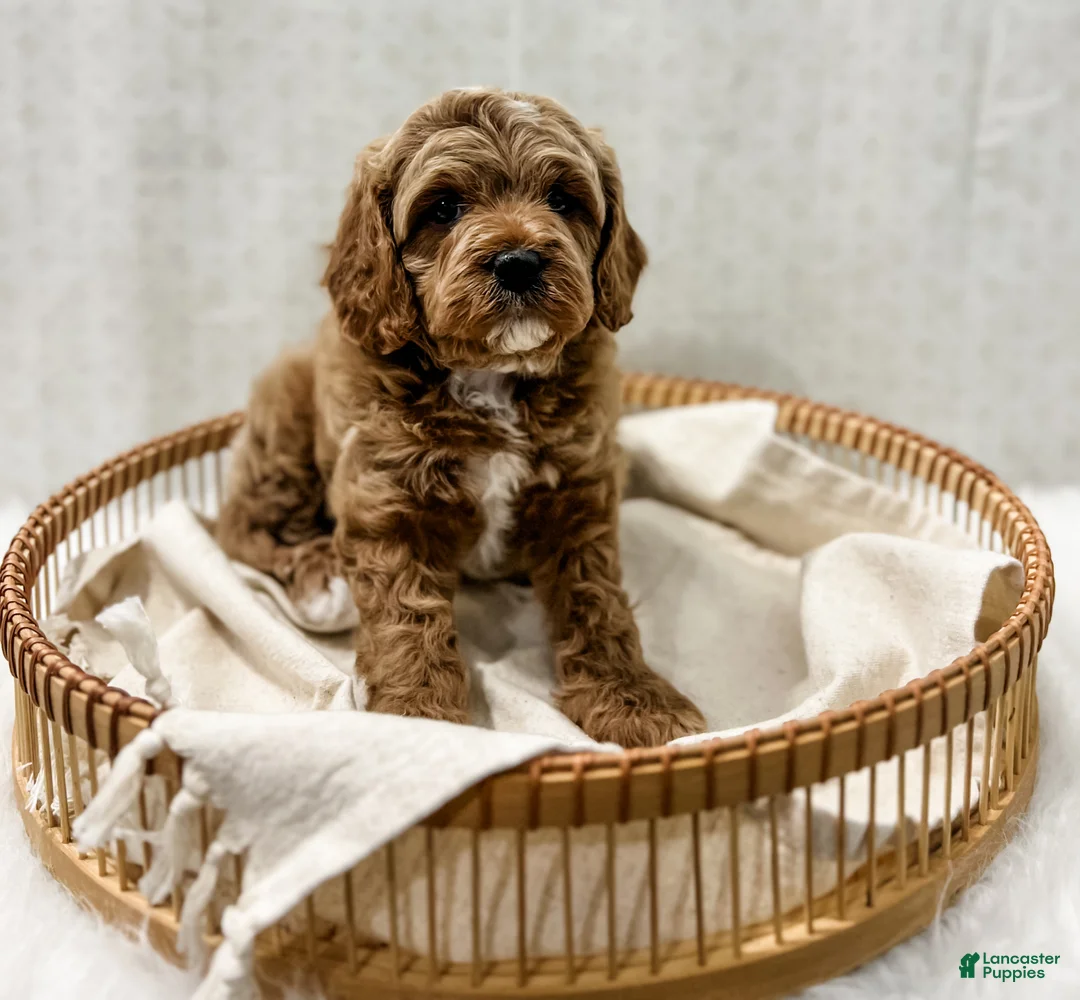 Cavapoo dogs for sale: Reacher - Ad 8