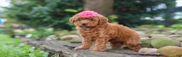 Miniature Poodle dogs for sale: Posie - Ad 3