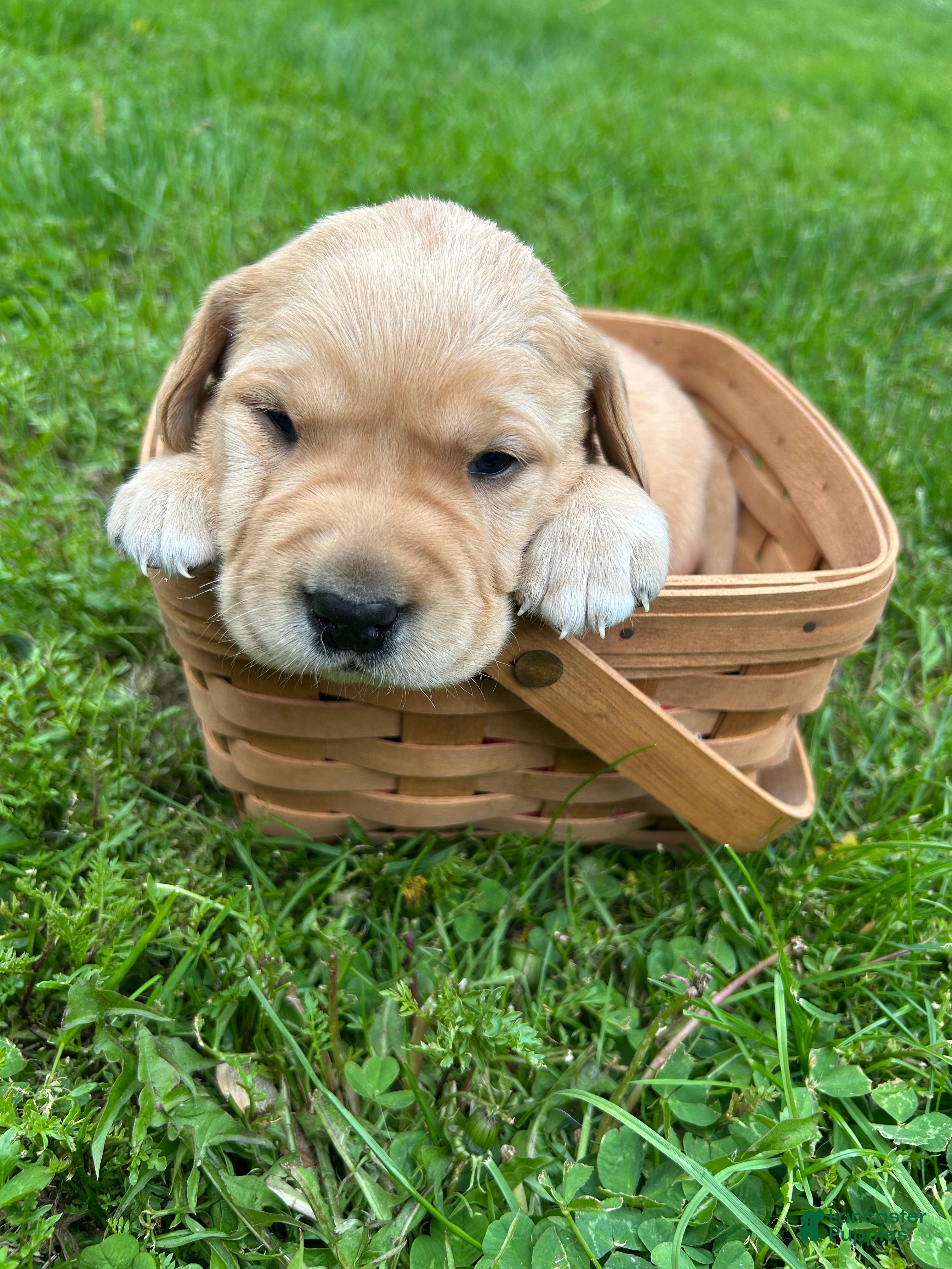 Labrador Retriever dogs for sale: Harriet Tubman - Purple - Ad 1