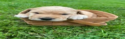 Labrador Retriever dogs for sale: Harriet Tubman - Purple - Ad 1