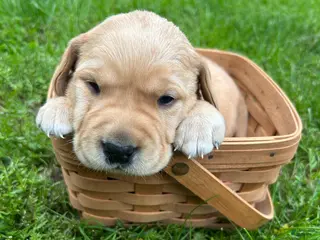 Labrador Retriever dogs for sale: Harriet Tubman - Purple - Ad 1