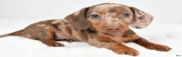 Dachshund dogs for sale: Sadie - Ad 4