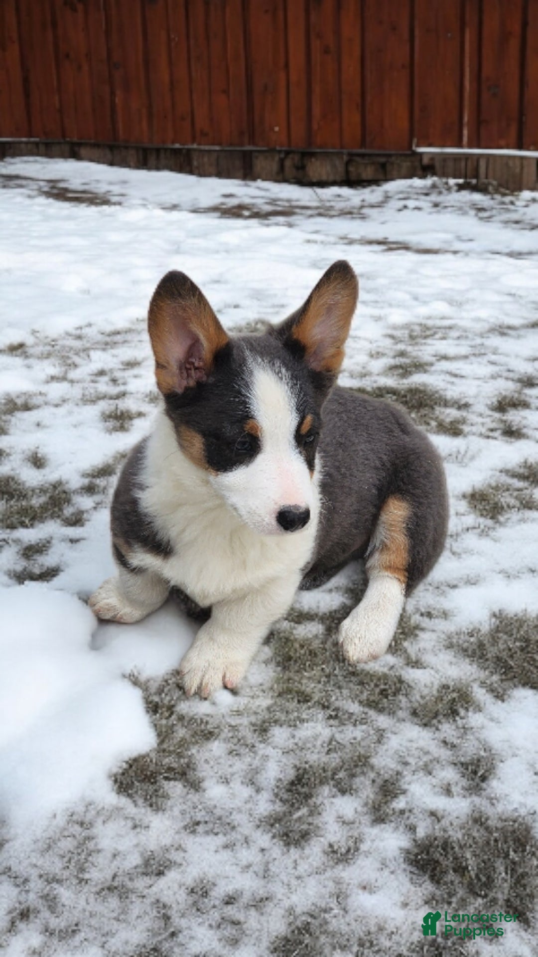 Welsh Corgi Pembroke dogs for sale: Arnie Bluie - Ad 2