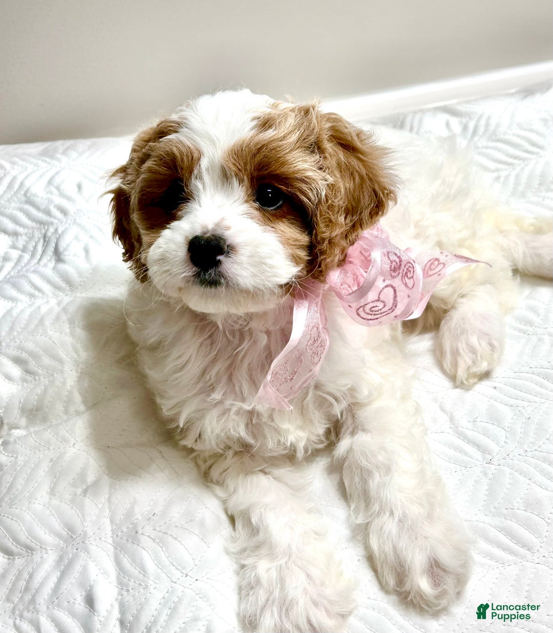 Cavapoo dogs for sale: Piper - Ad 4