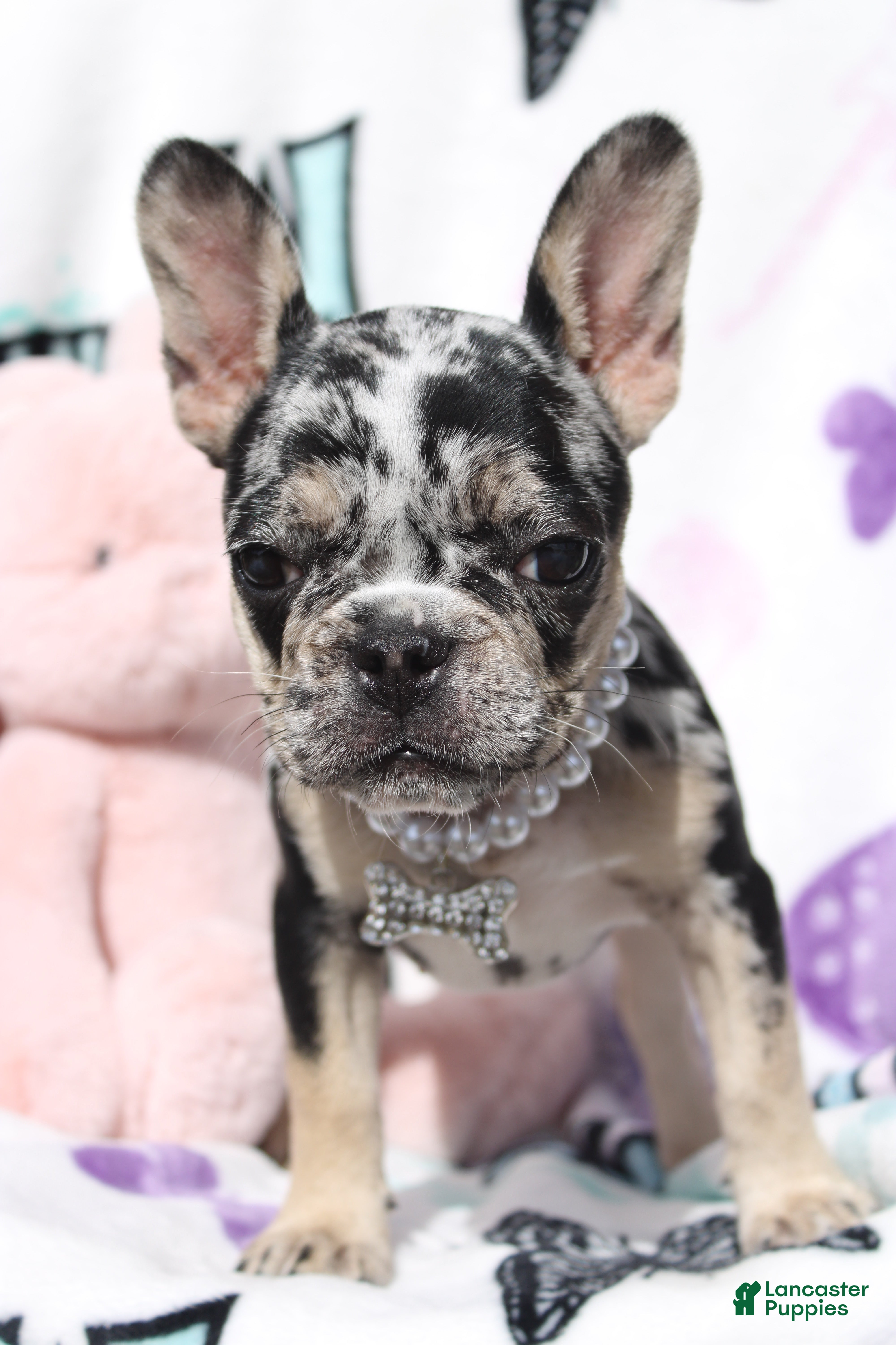 French Bulldog dogs Roxy - Ad 1