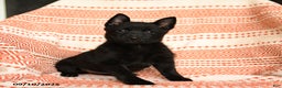 Schipperke dogs for sale: Silly - Ad 1