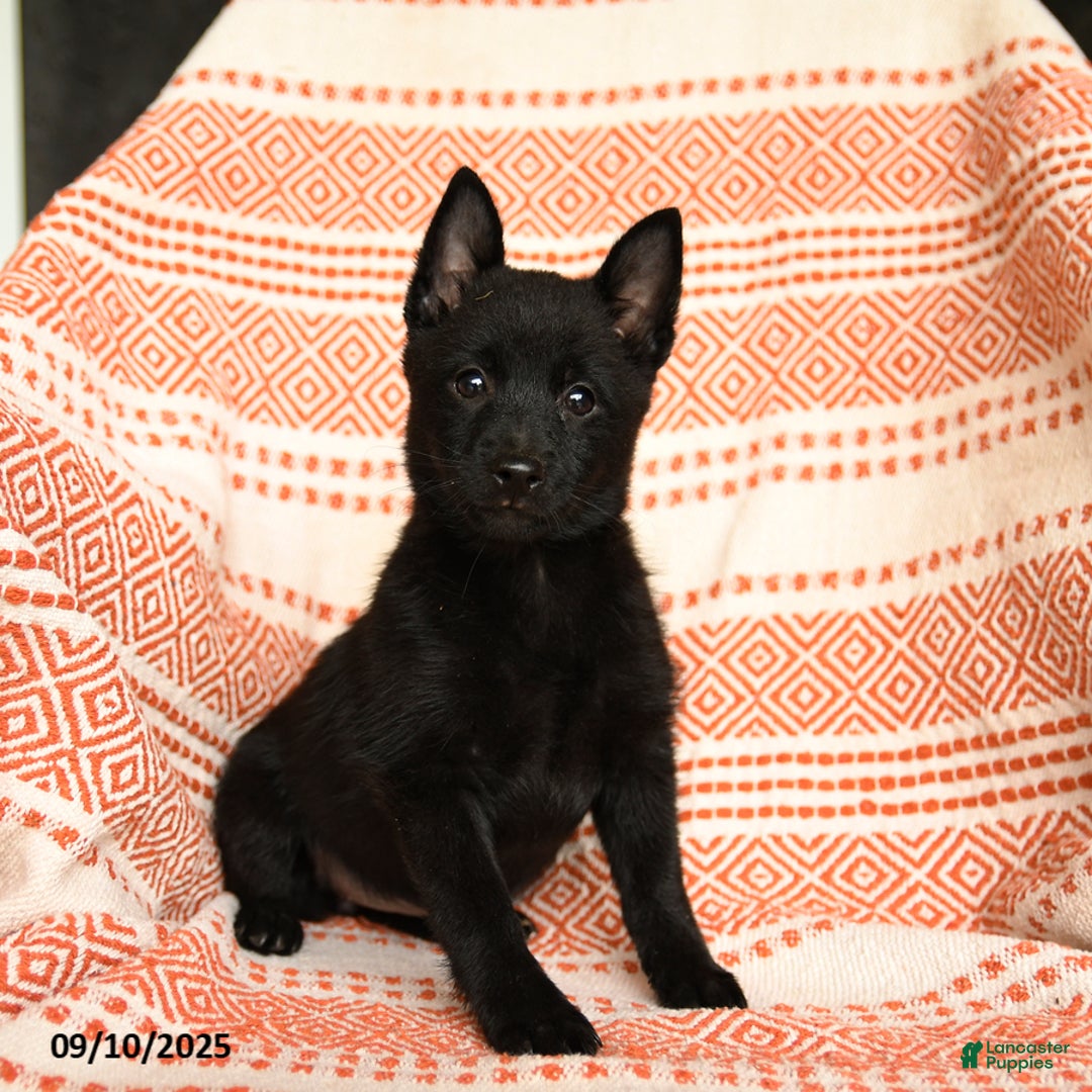 Schipperke dogs for sale: Silly - Ad 1
