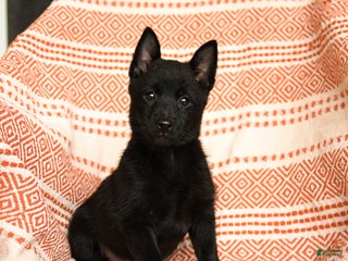 Schipperke dogs Silly - Ad 3
