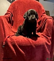 Goldador dogs Andy - Ad 6