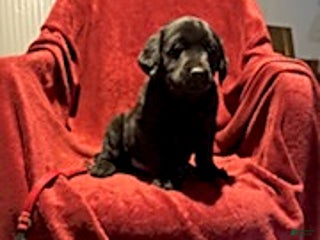 Goldador dogs Andy - Ad 28