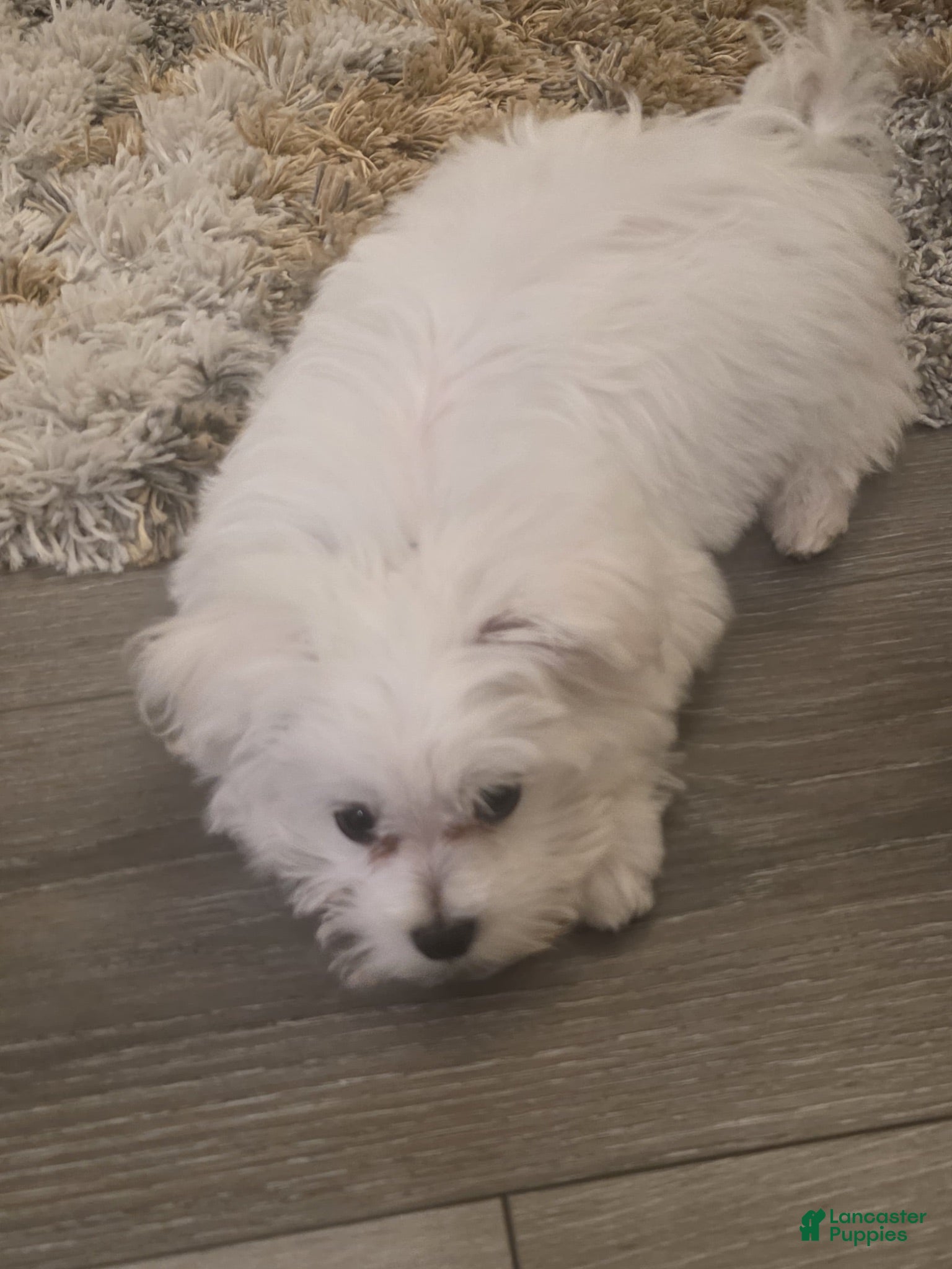 Maltese dogs Jolly - Ad 1