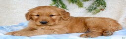 Golden Retriever dogs for sale: Rocky  - Ad 2