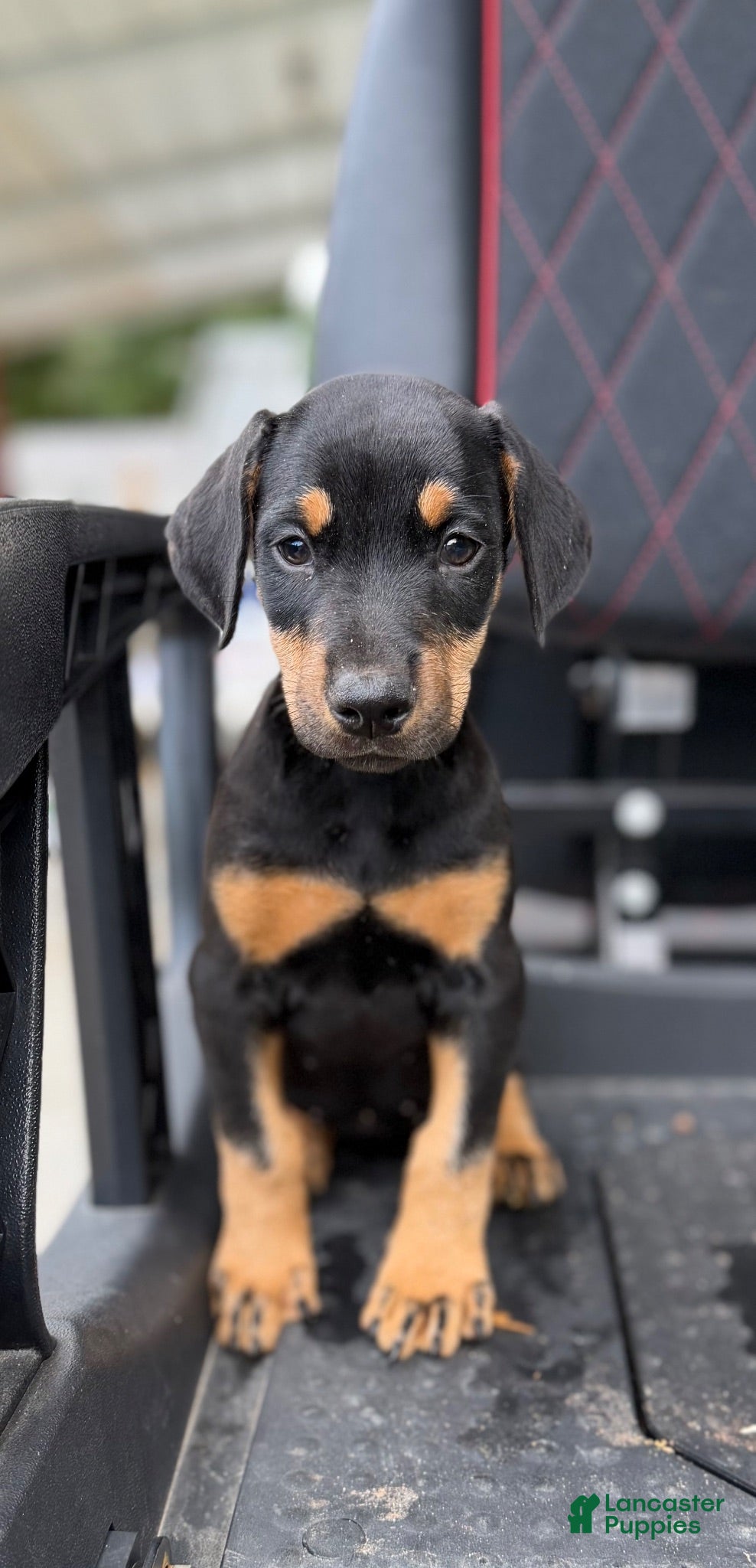 Doberman Pinscher dogs Doberman Pinscher 1 - Ad 22