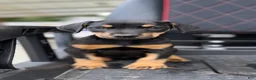 Doberman Pinscher dogs for sale: Doberman Pinscher 1 - Ad 1