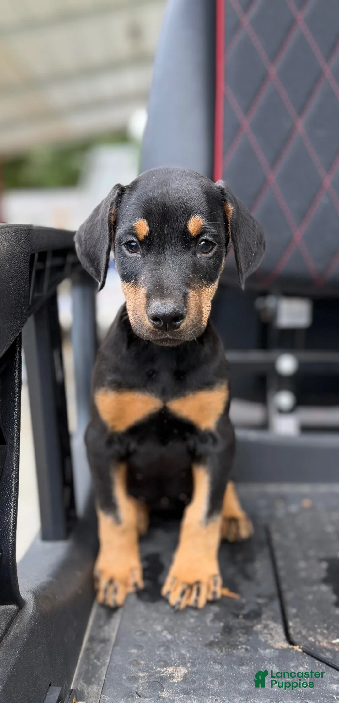Doberman Pinscher dogs for sale: Doberman Pinscher 1 - Ad 1