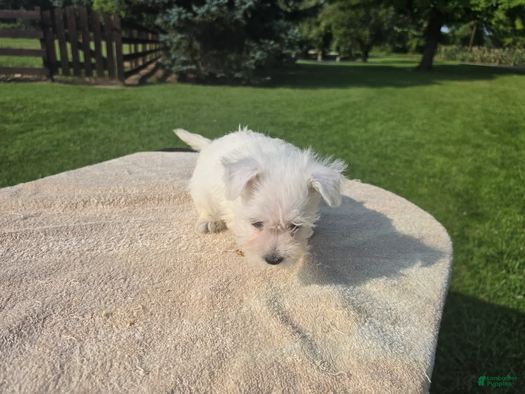 West Highland Terrier dogs for sale: West Highland female 1 - Ad 2