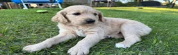 Goldendoodle dogs for sale: Pearl  - Ad 10