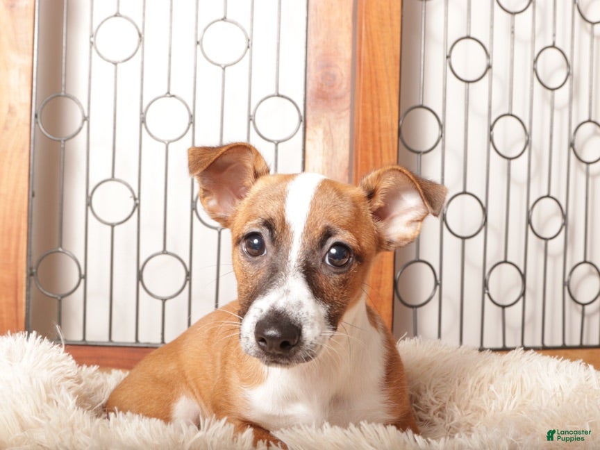 Jack Russell Terrier dogs Nala - Tender Jack Russell - Ad 1