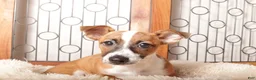 Jack Russell Terrier dogs for sale: Nala - Tender Jack Russell - Ad 1