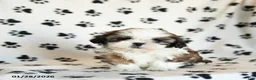 Shih Tzu dogs for sale: Oscar - Ad 3