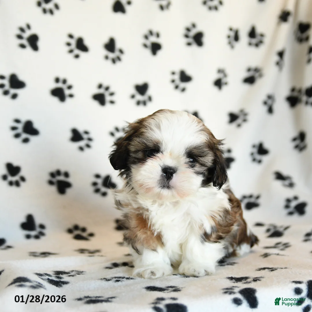 Shih Tzu dogs for sale: Oscar - Ad 3