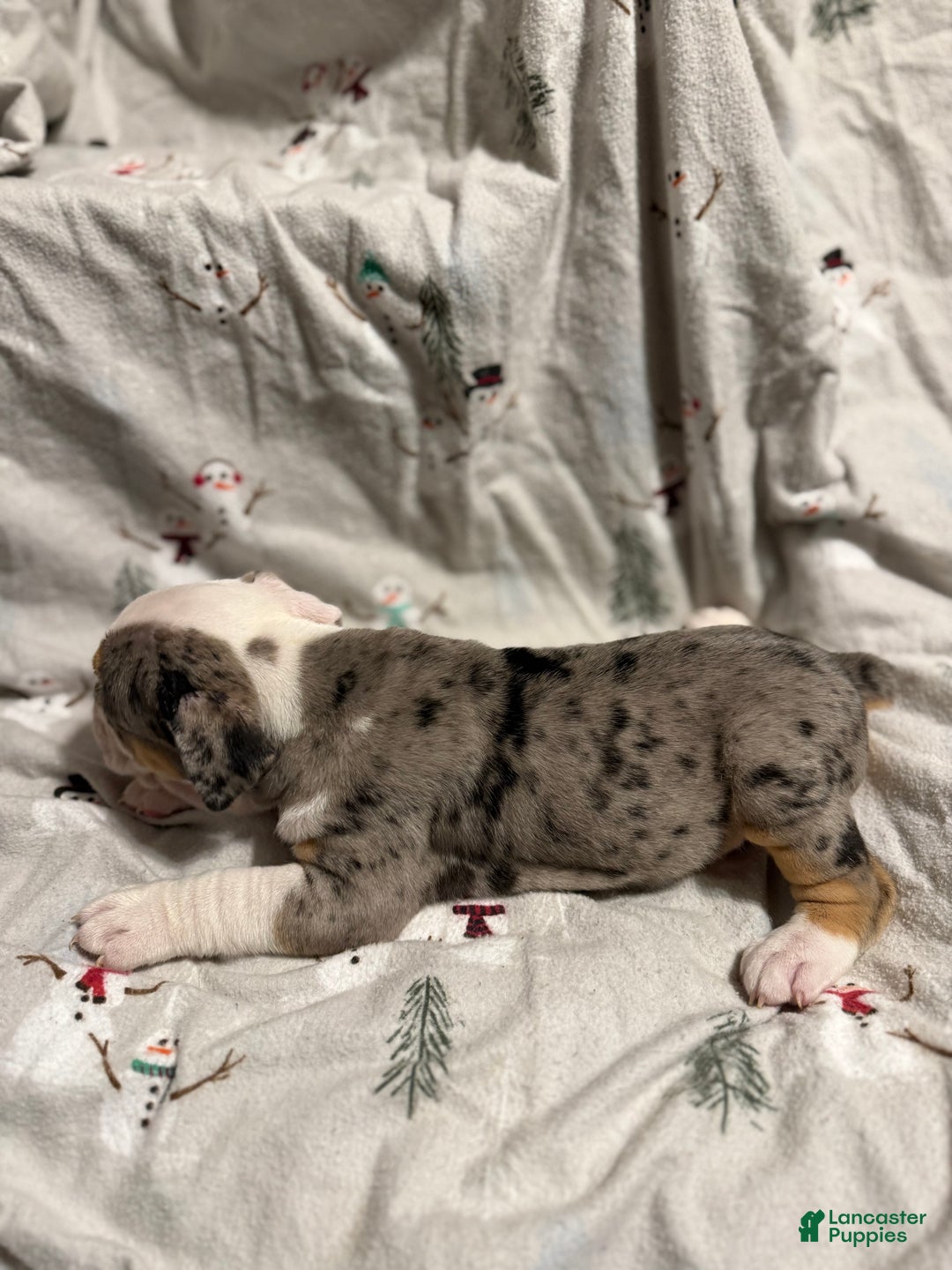 Olde English Bulldogge dogs for sale: Alexandria - Ad 10