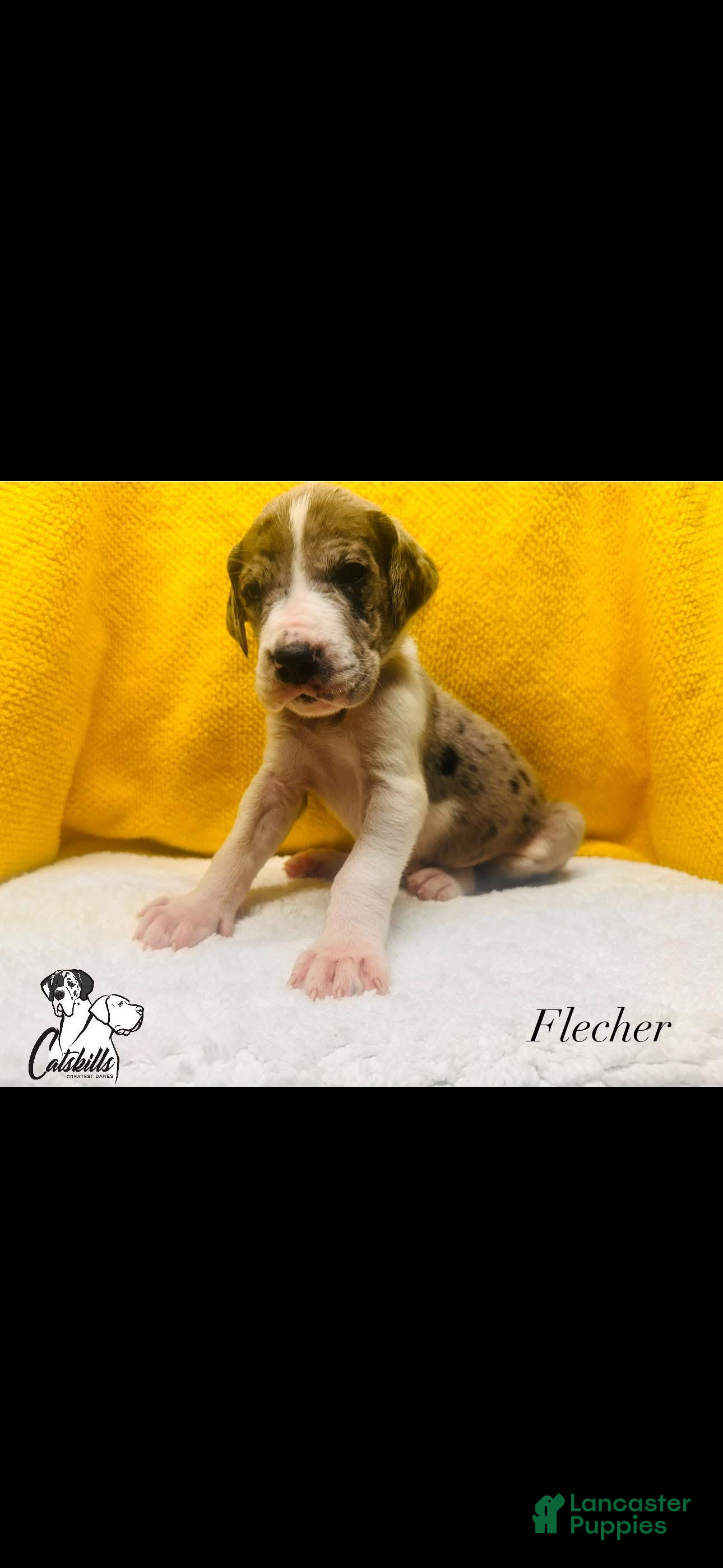 Great Dane dogs Flecher  - Ad 1