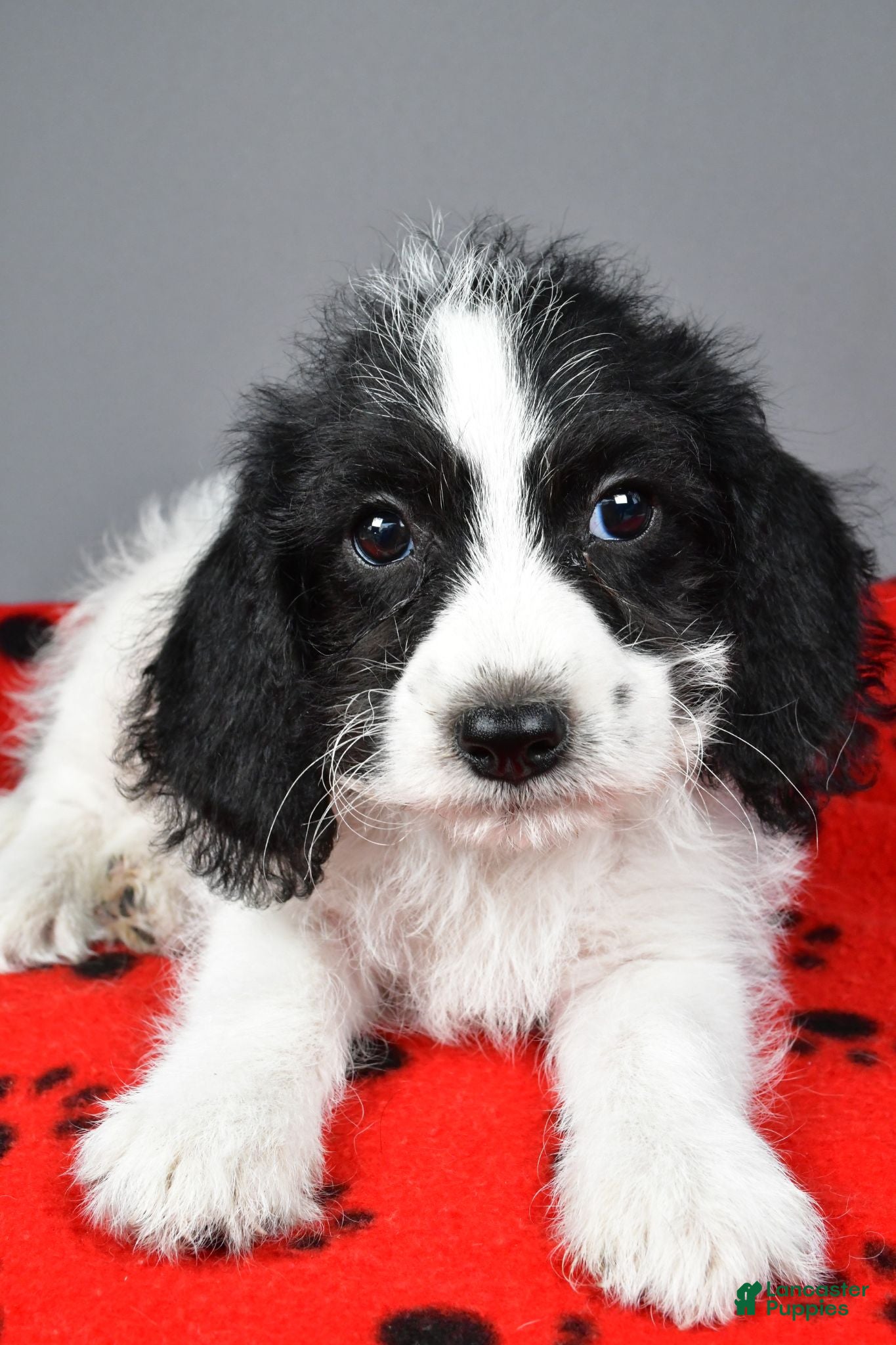 Mixed Breed dogs Rylan - Ad 2