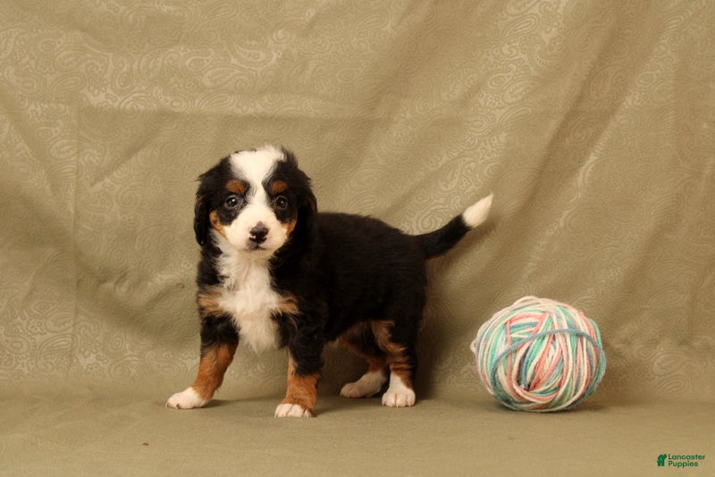 Mini Bernedoodle dogs for sale: Beatrice - Ad 4