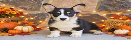 Welsh Corgi Pembroke dogs for sale: Sutton - Ad 1