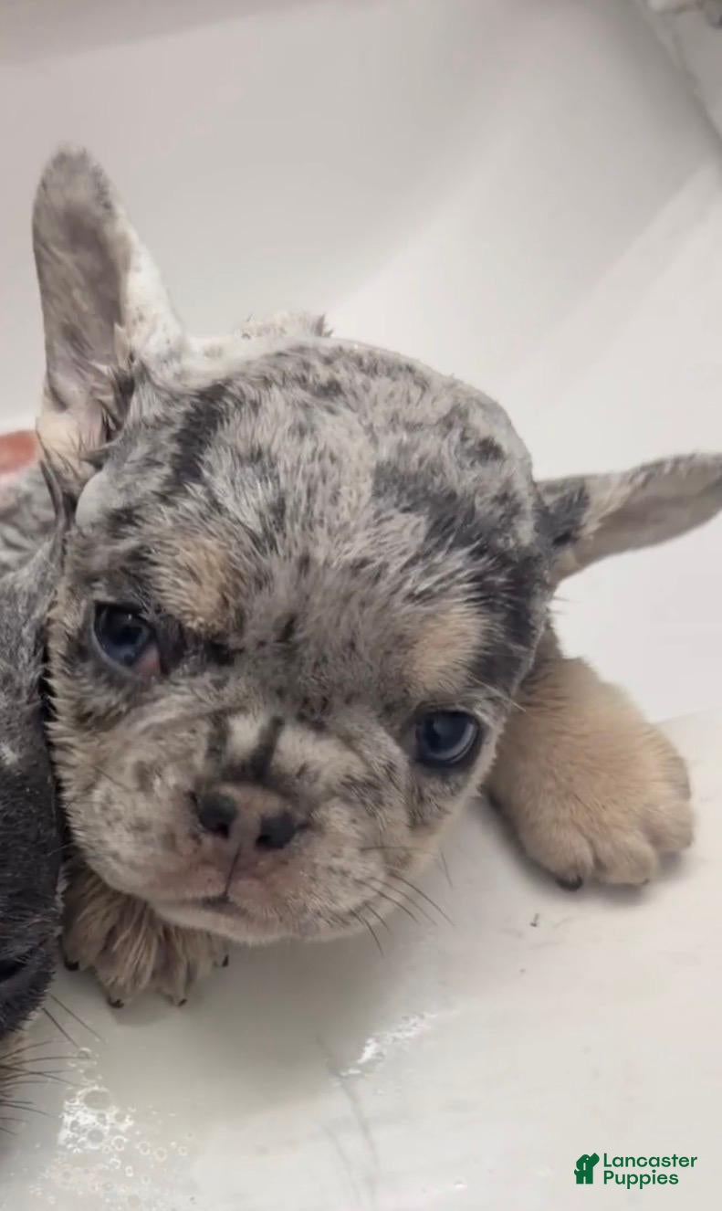 French Bulldog dogs Bean - Ad 1