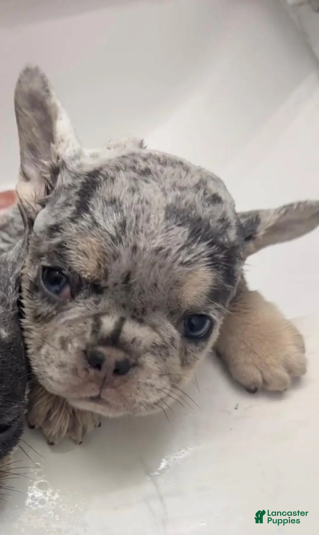 French Bulldog dogs for sale: Bean - Ad 1