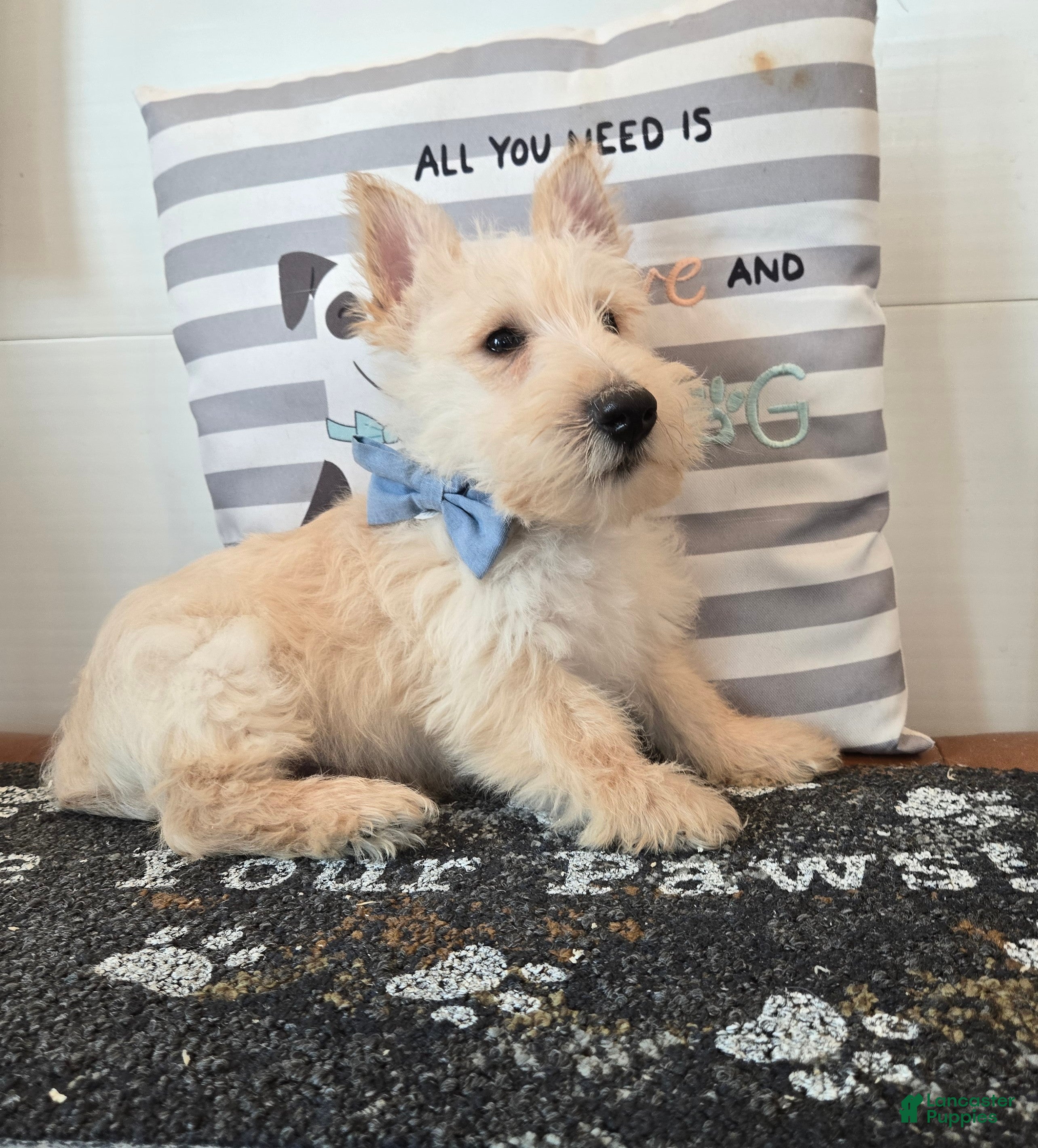 Scottish Terrier dogs Van - Ad 2