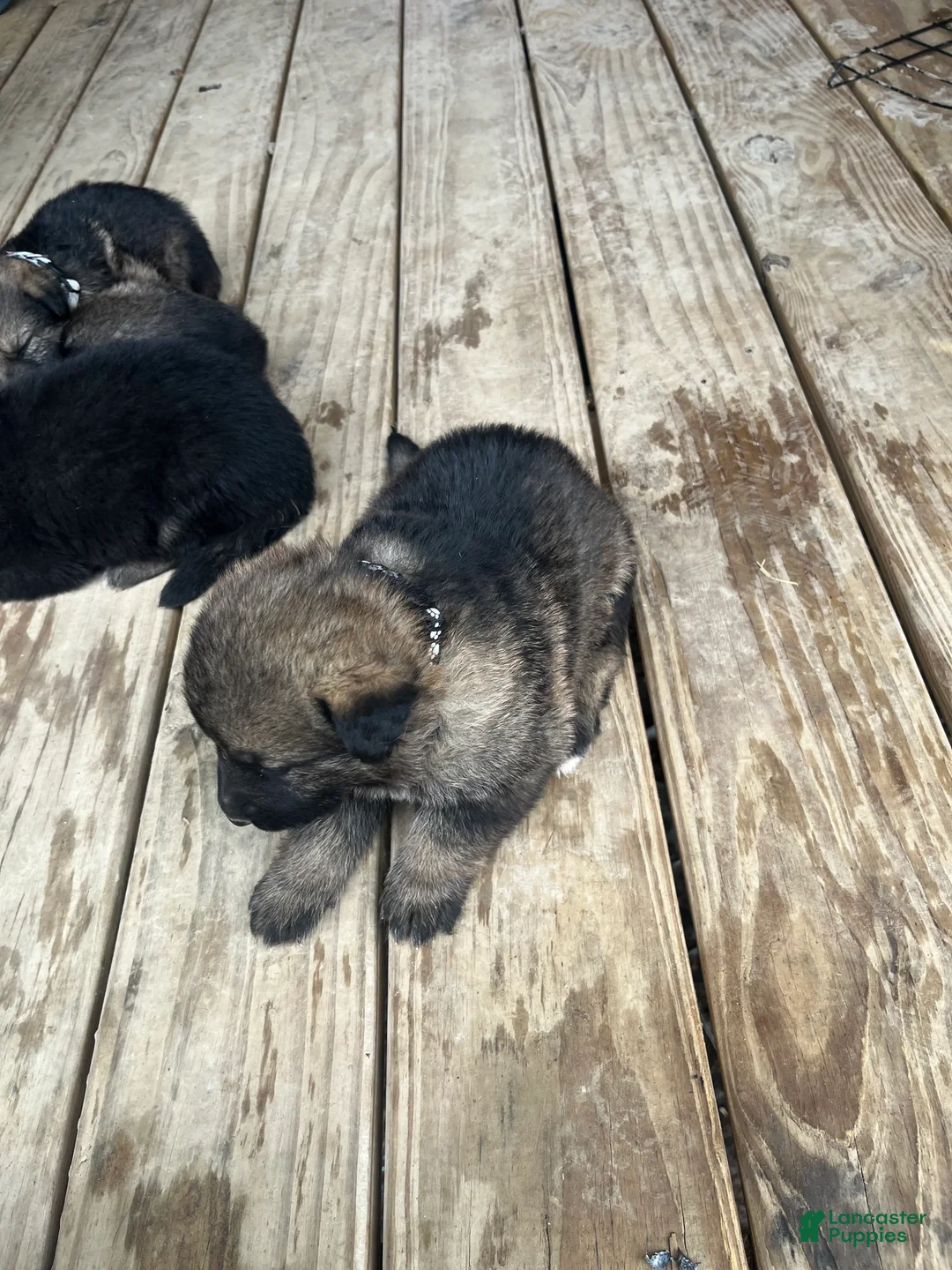 German Shepherd dogs for sale: German Shepherd Puppy 5 - Ad 1