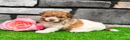 Havanese dogs for sale: Lexy - Ad 6