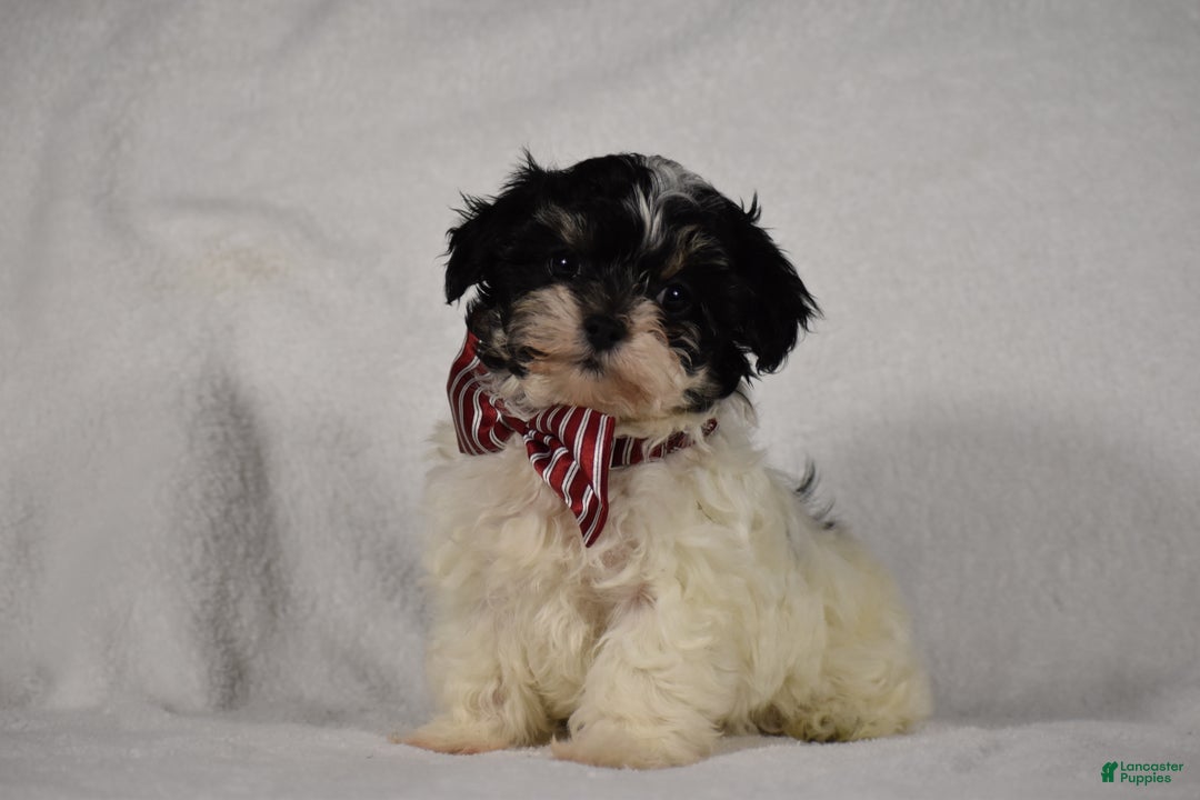 Maltipoo dogs for sale: Scout - Ad 9