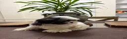 Shih Tzu dogs for sale: Zillow - Ad 2