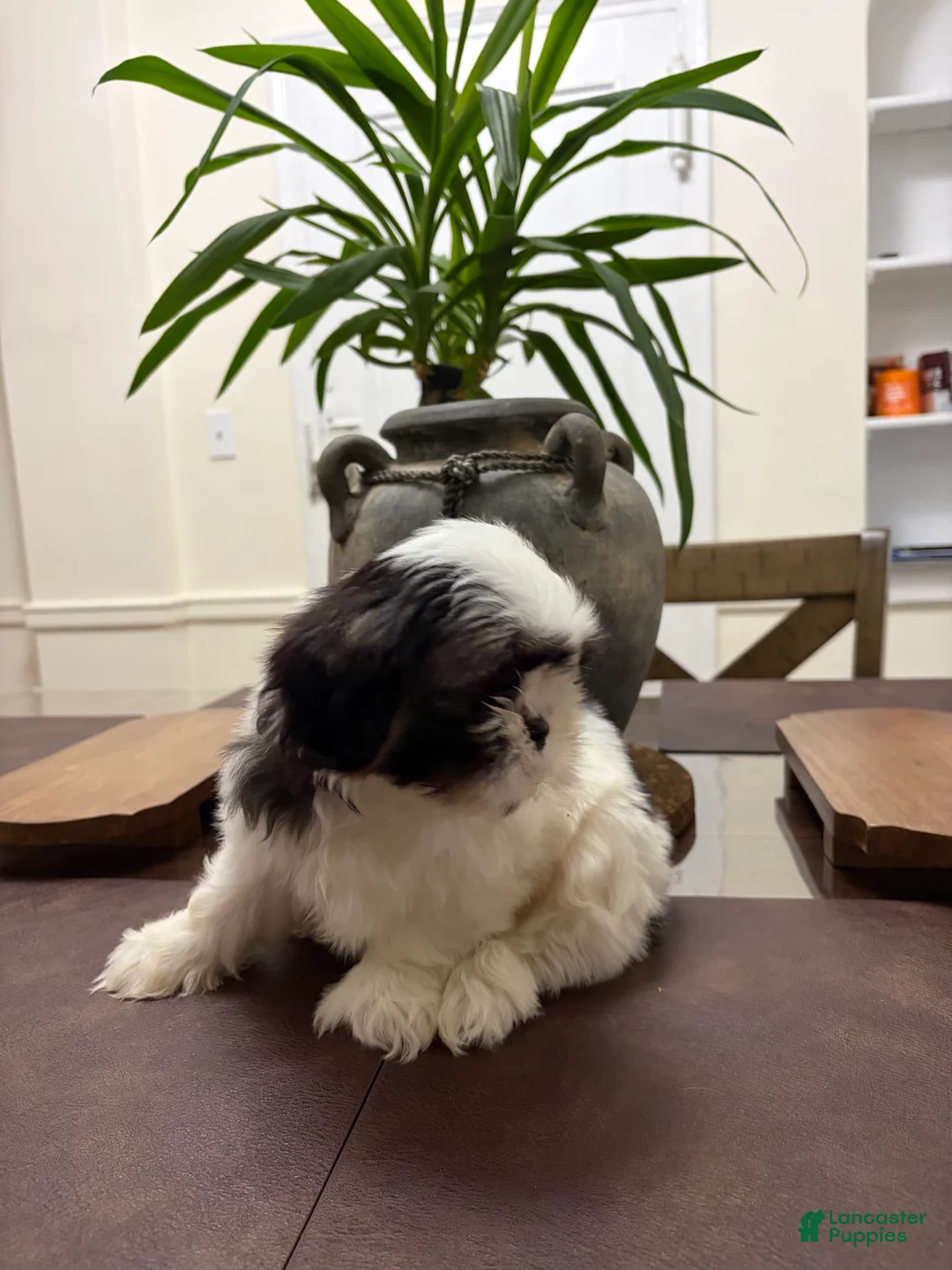 Shih Tzu dogs for sale: Zillow - Ad 2