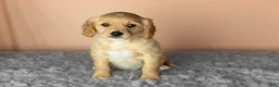Mixed Breed dogs for sale: Benji  - Ad 2