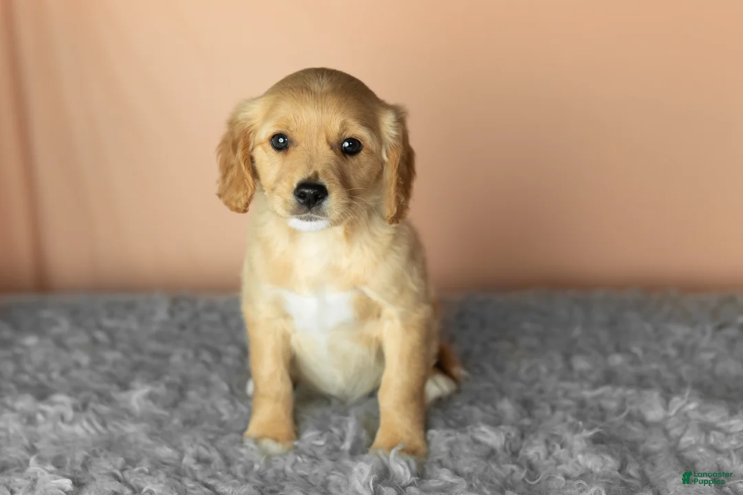 Mixed Breed dogs for sale: Benji  - Ad 2