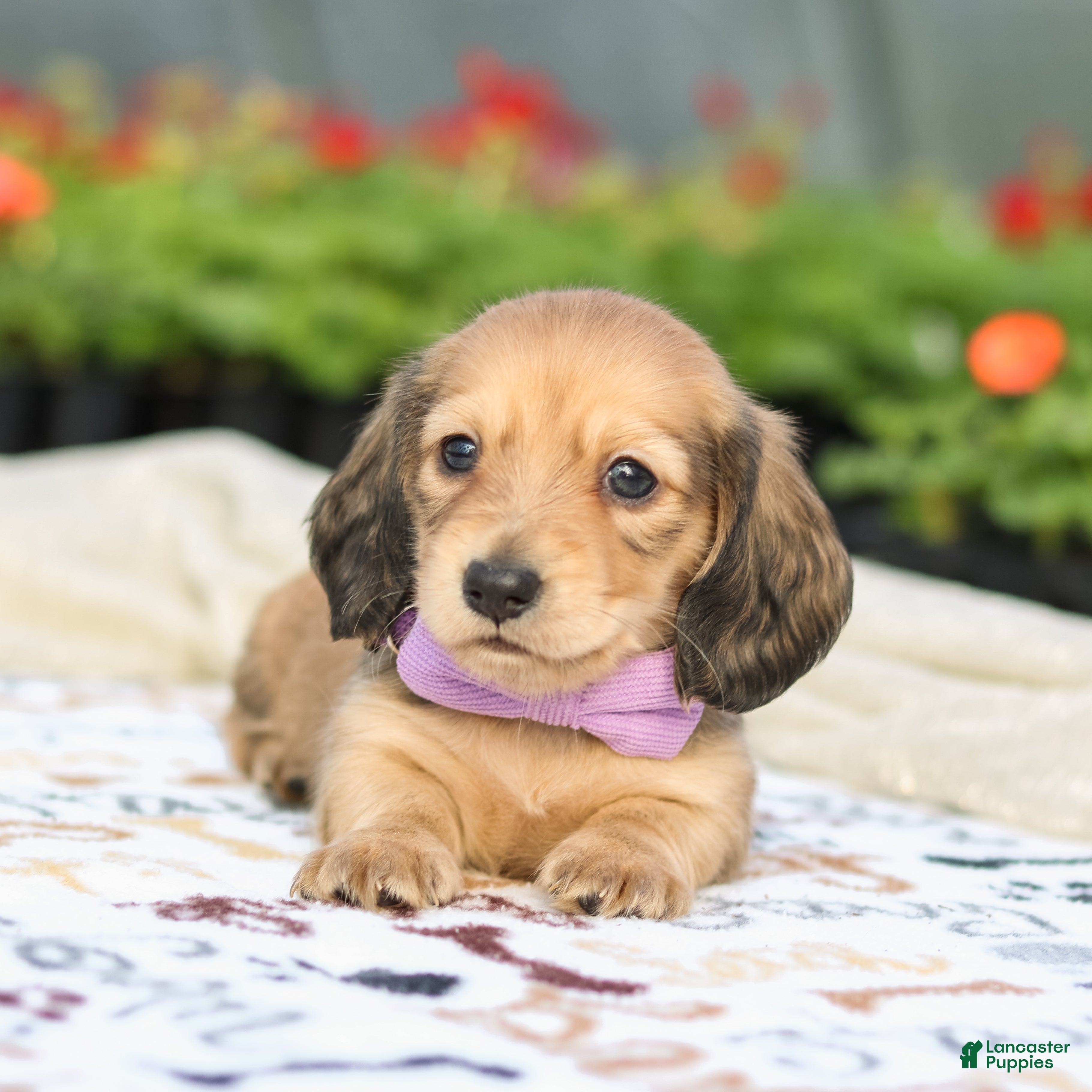 Miniature Dachshund dogs Emmy  - Ad 1