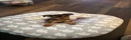 Yorkshire Terrier dogs for sale: Penny - Ad 8