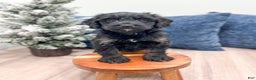 Mini Bernedoodle dogs for sale: Stormy - Ad 2