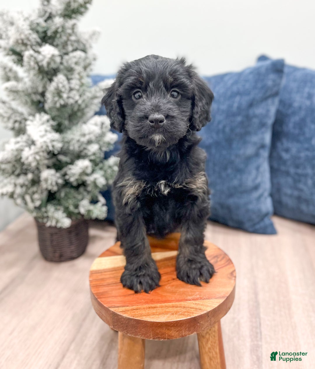 Mini Bernedoodle dogs for sale: Stormy - Ad 2
